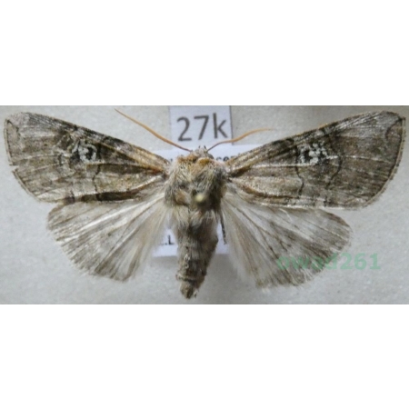 Tethea ocularis (Linnaeus, 1767) Falica oczenica Czech11k